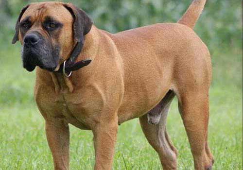 Boerboel