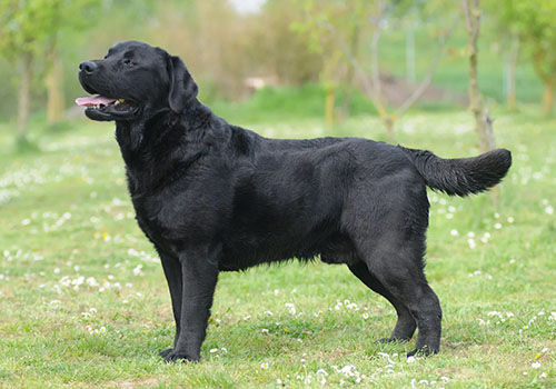 Labrador Retriever