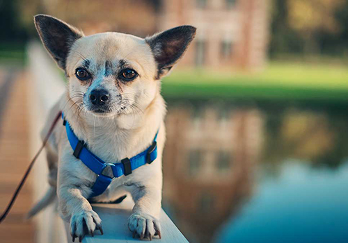 Chihuahua ( Şivava )