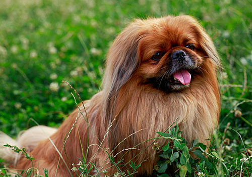 Pekinez ( Pekingese )
