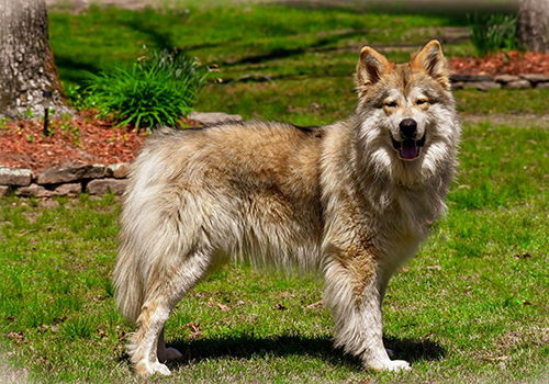 American Indian Dog