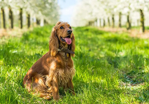 English Cocker Spaniel