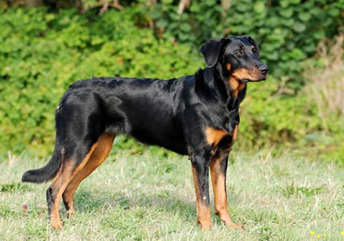 Beauceron