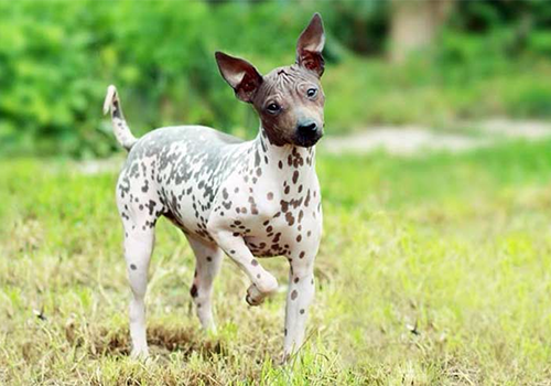 American Hairless Terrier