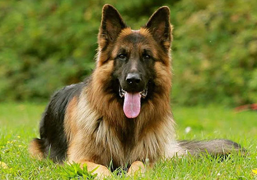 Alman Kurdu - Alman Çoban Köpeği