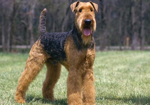 Airedale Terrier