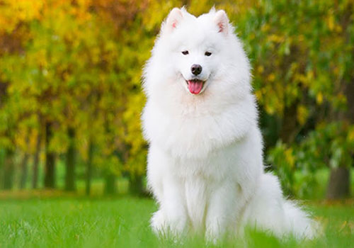 Samoyed
