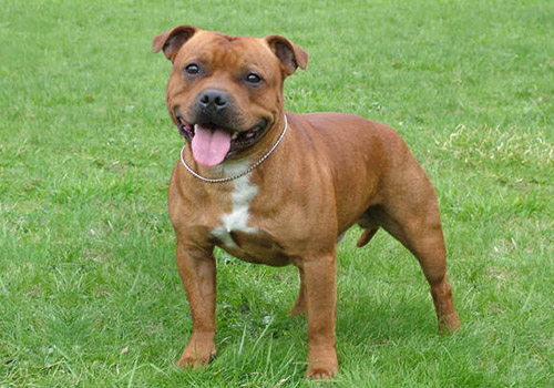 Staffordshire Bull Terrier