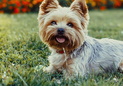 Yorkshire Terrier