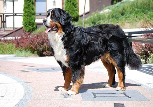 Bernese Dağ Köpeği