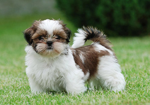 Shih Tzu