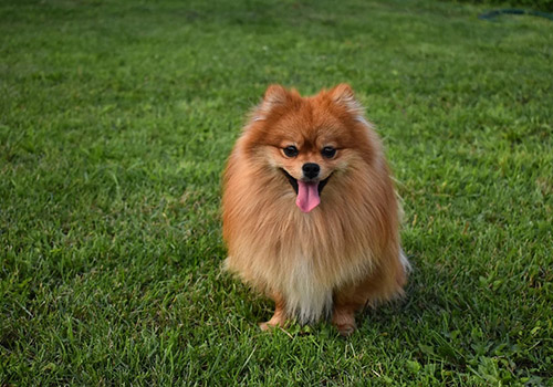 Spitz