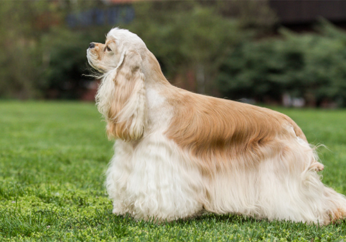 Amerikan Cocker Spaniel