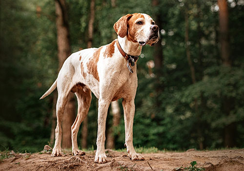 English Pointer