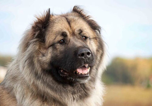 Kafkas Çoban Köpeği