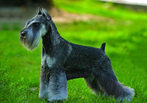Schnauzer - Miniature