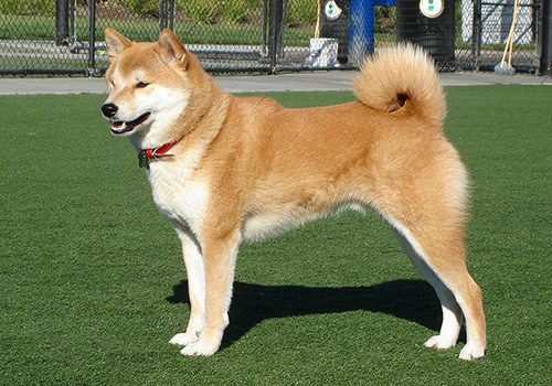 Shiba Inu