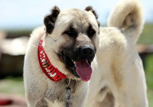Kangal Çoban Köpeği