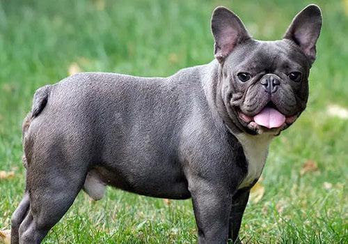 French Bulldog