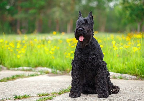 Schnauzer - Giant
