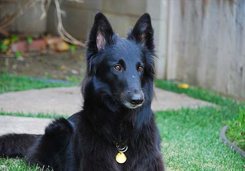 Belgian Shepherd