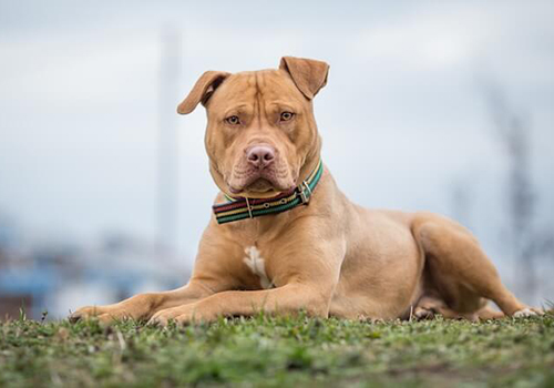 American Pitbull Terrier